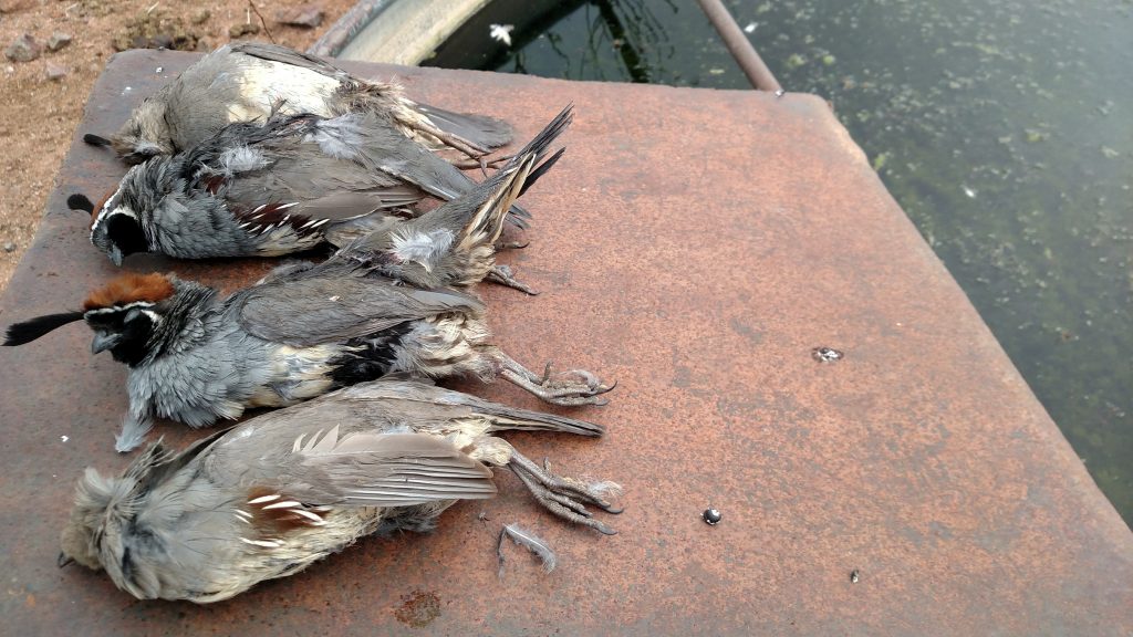 Arizona Quail Guide 2018/19 Season with Double Aero Guides