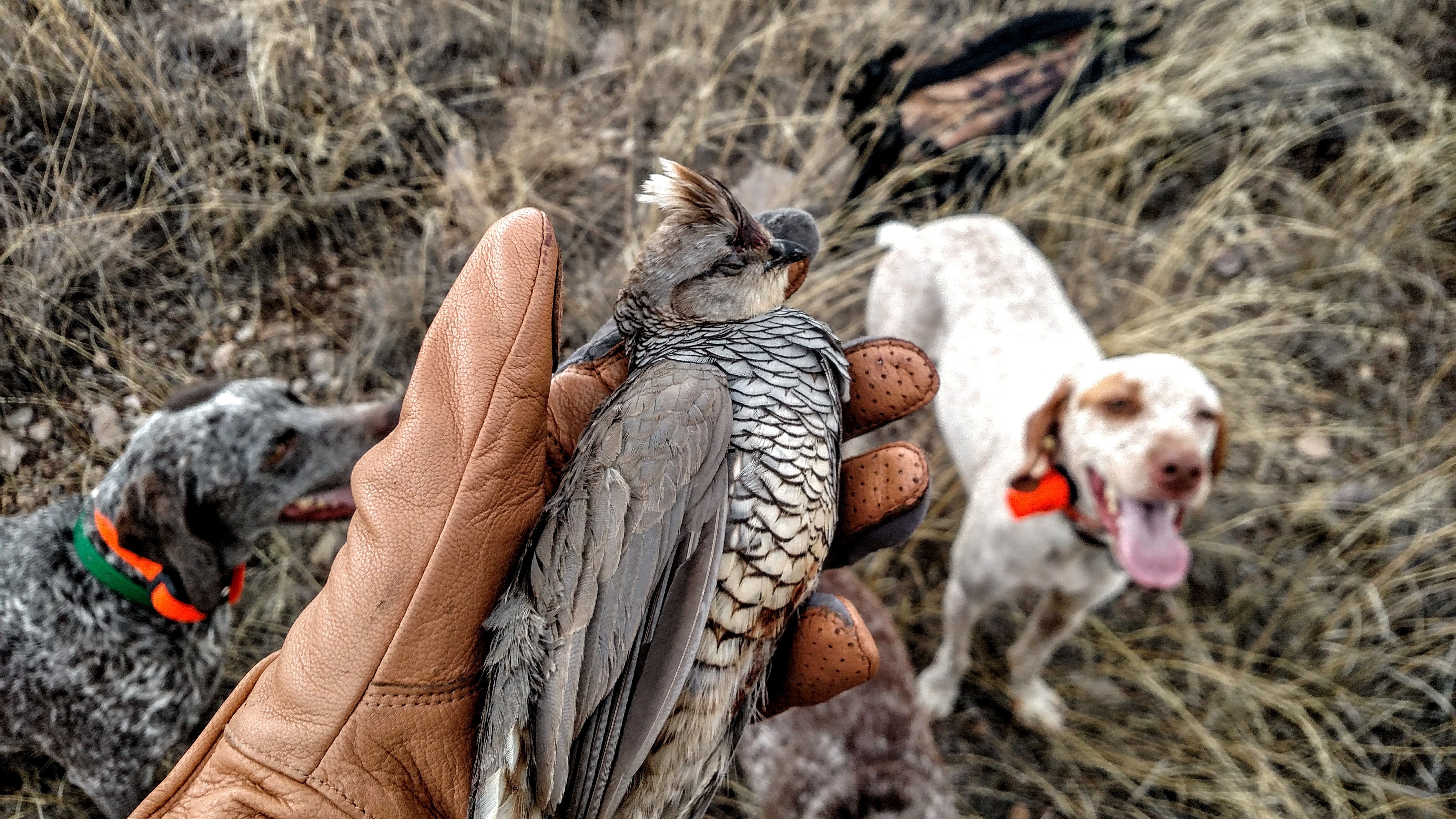 ARIZONA QUAIL GUIDE Double Aero Guides 2019/2020 Quail Hunting