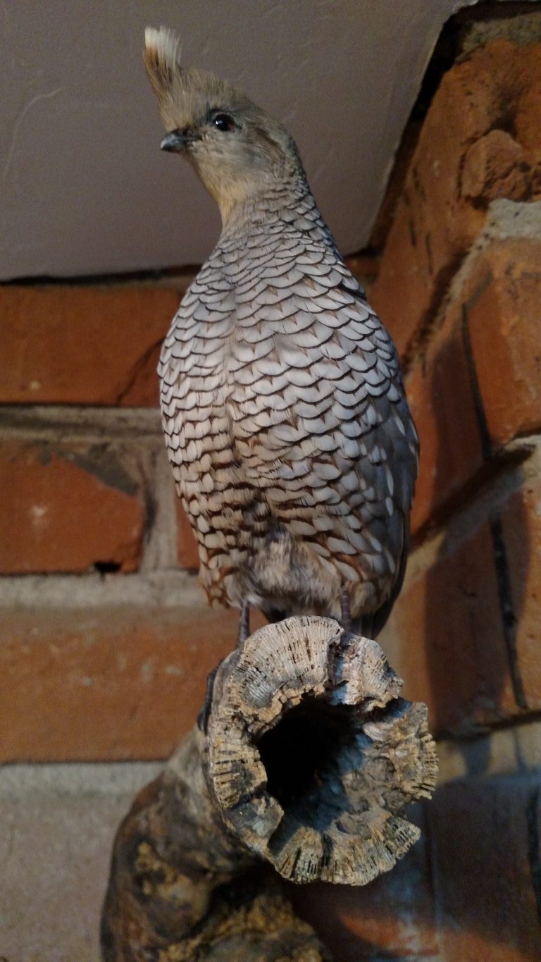 Taxidermy | Double Aero Guides