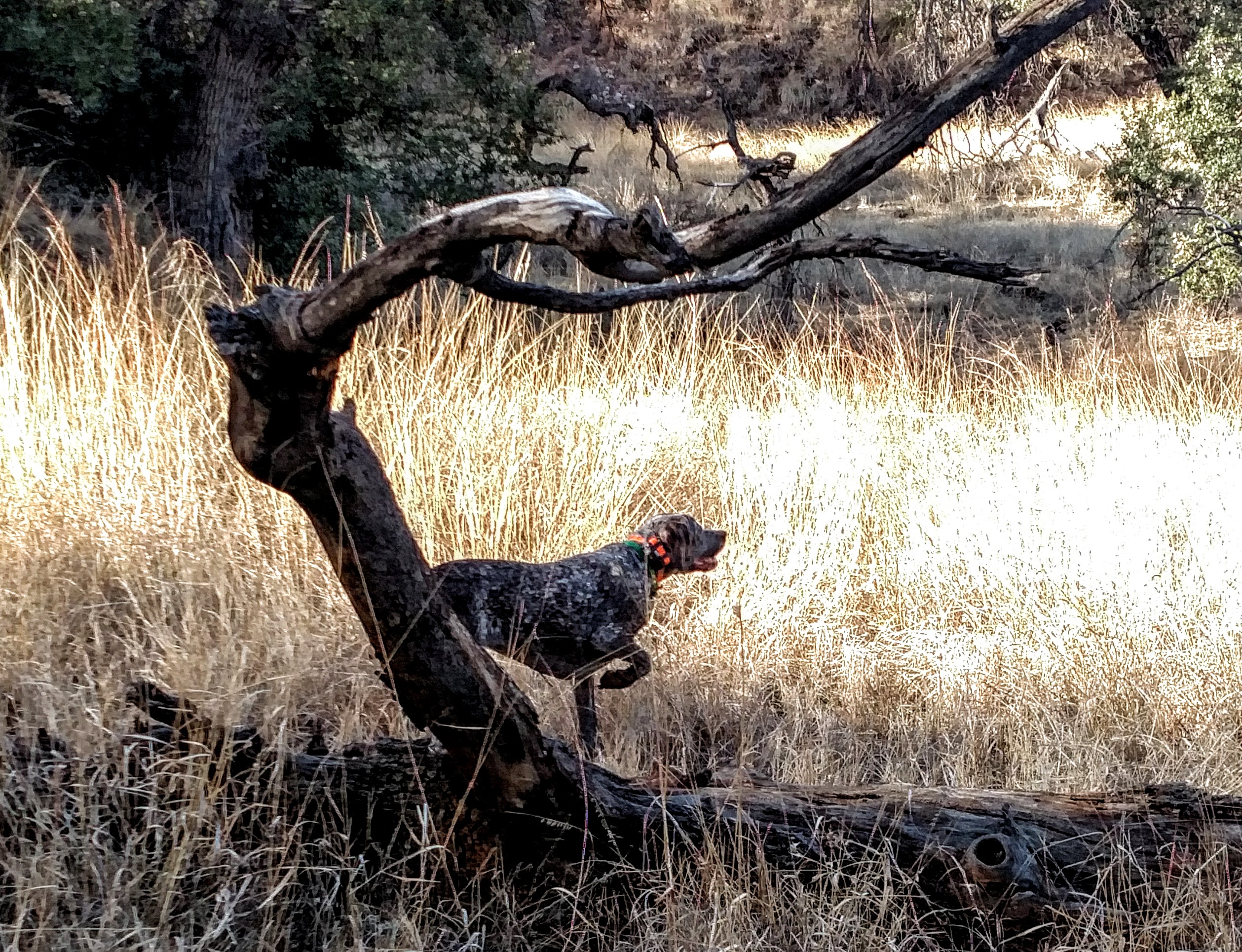 Mearns point Double Aero Guides in Arizona | Double Aero Guides