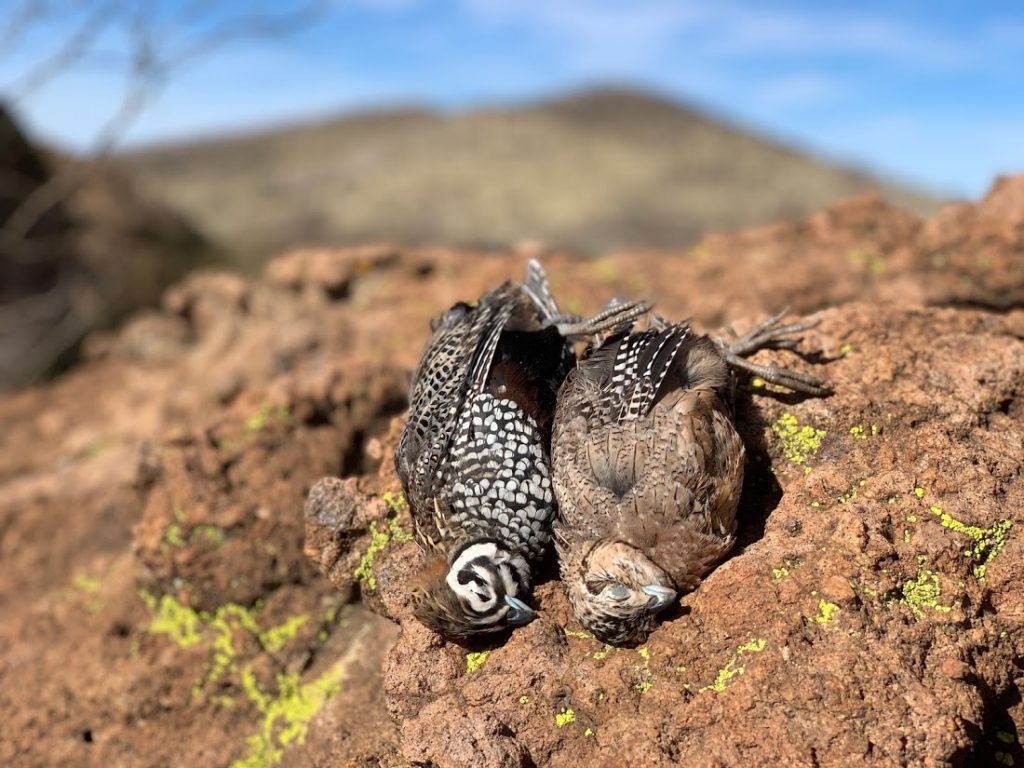 Mearns quail hunting AZ