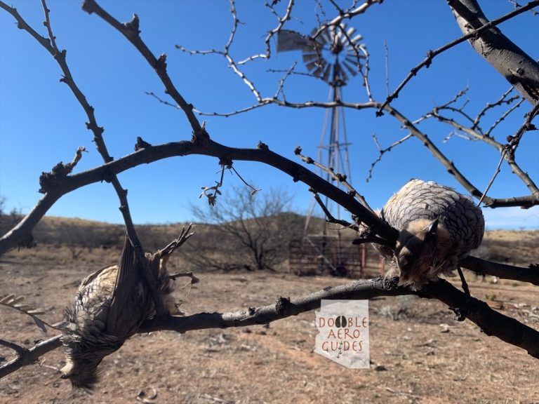 Arizona Quail Guide 2020/21 Season with Double Aero Guides