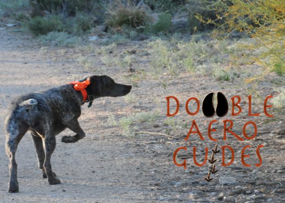arizona quail guides