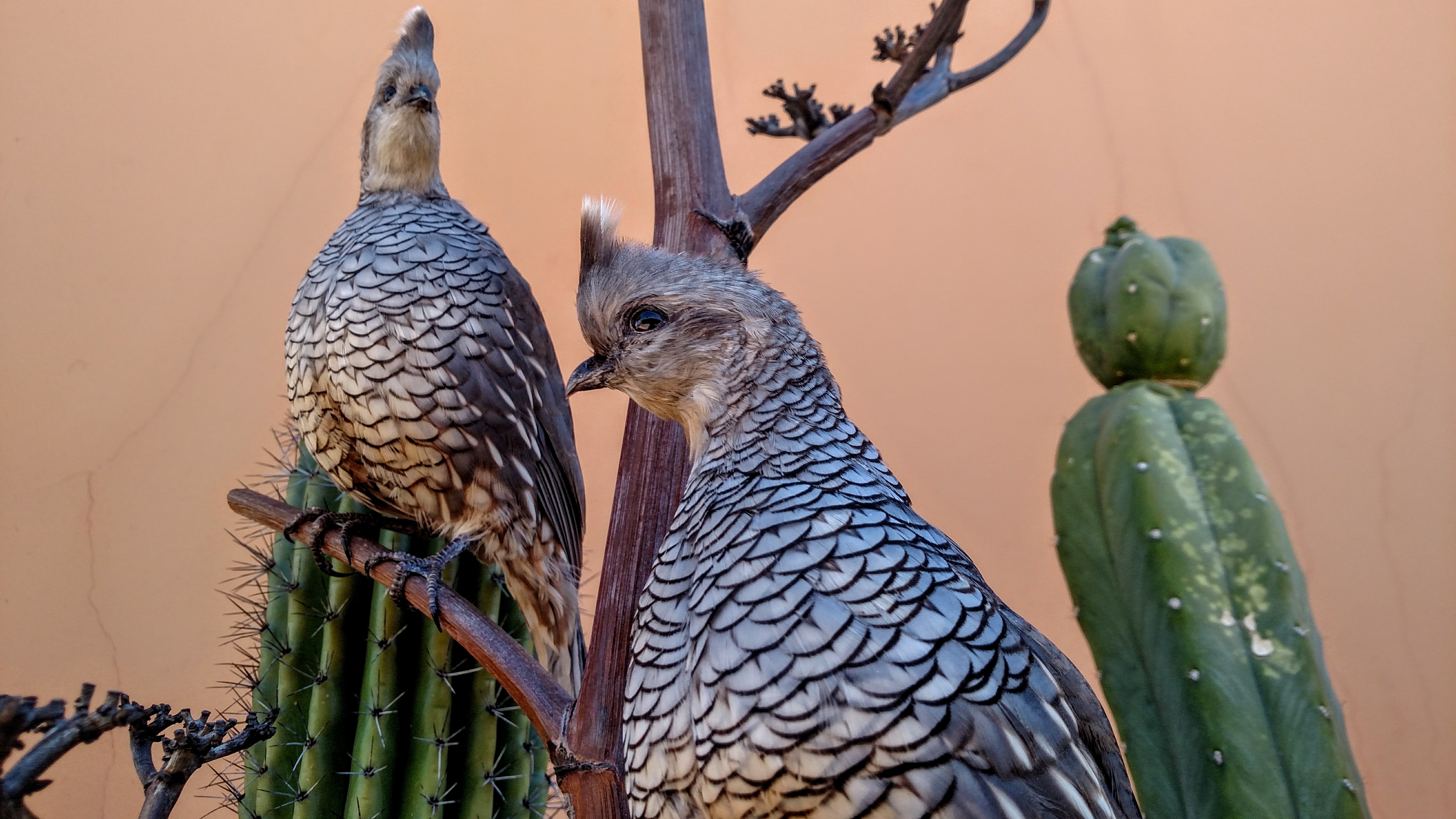 Arizona quail guides