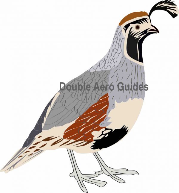 gambels quail sticker