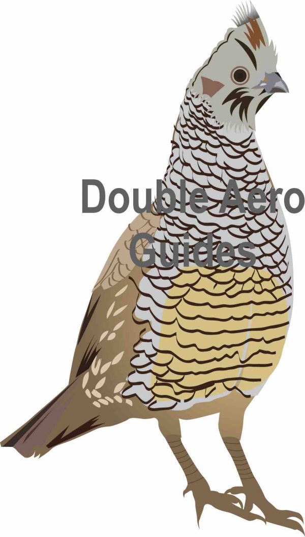 Scaled quail sticker