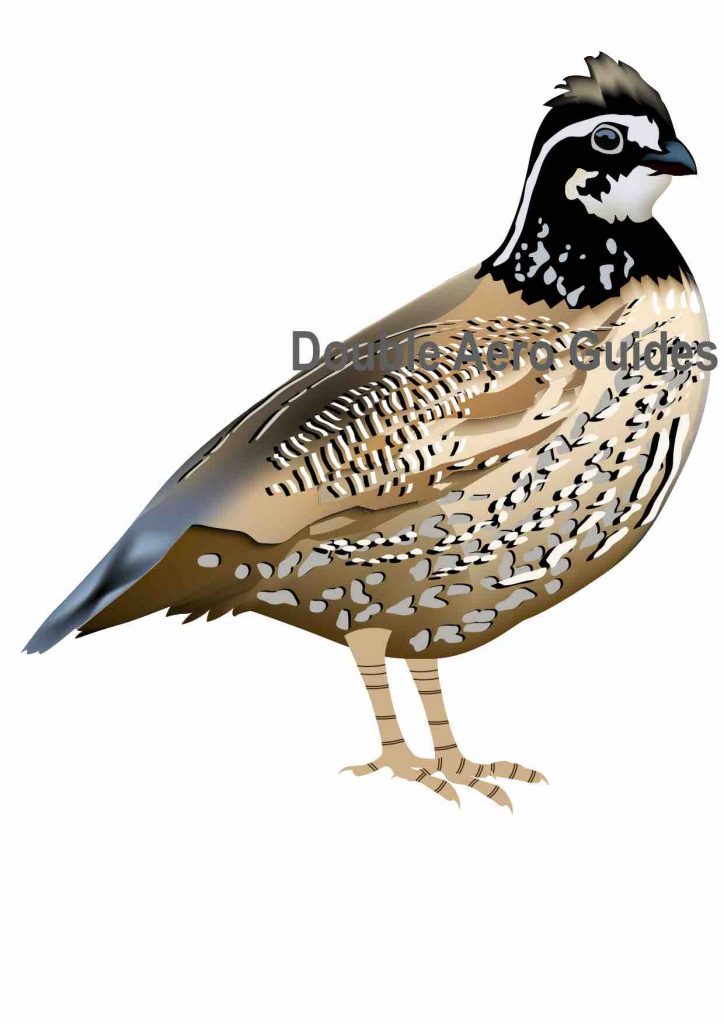 Bobwhite Quail Sticker 3.6" x 4" | Double Aero Guides