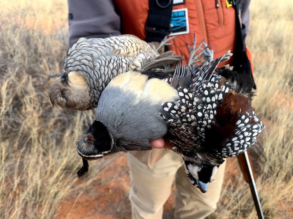 Arizona quail grand slam