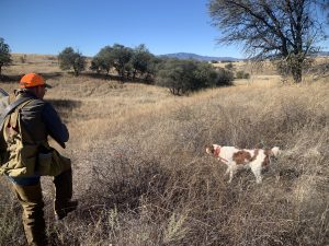 Guided quail hunts in Arizona
