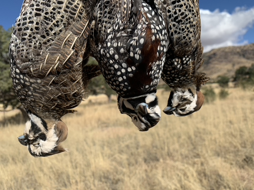 Arizona Guided Quail Hunts