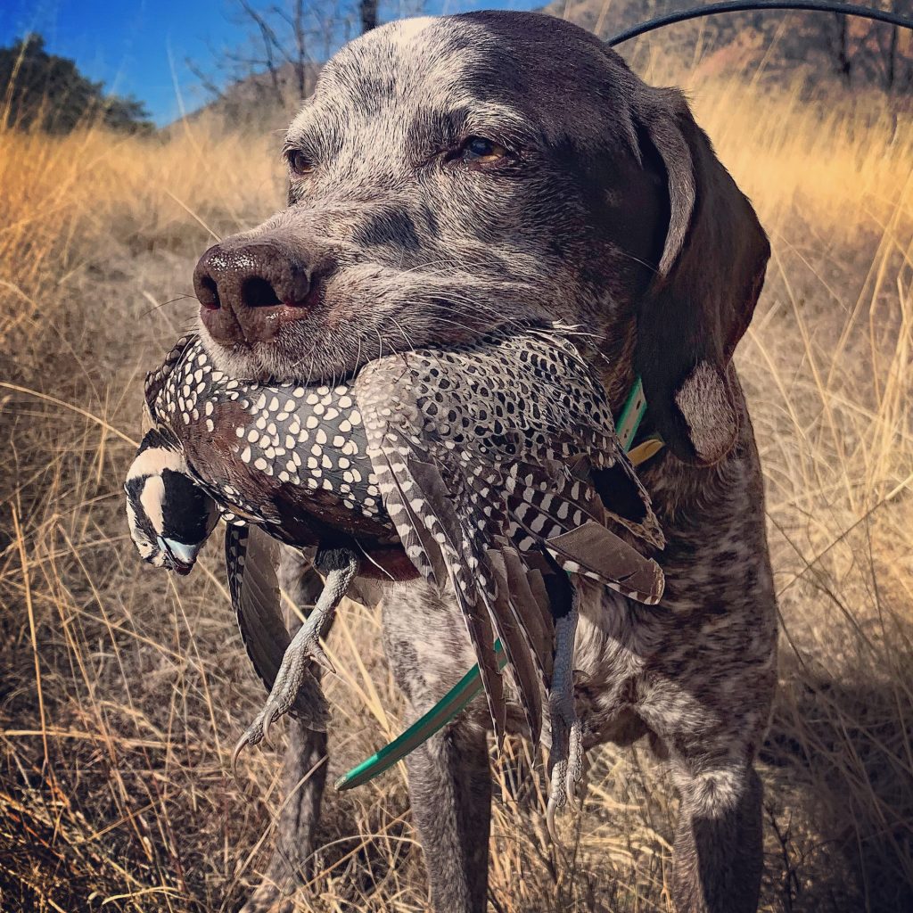 Arizona Guided Quail Hunts Arizona wingshooting
