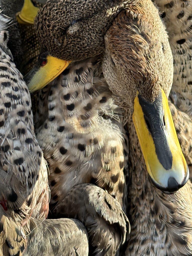Argentina Duck Hunts