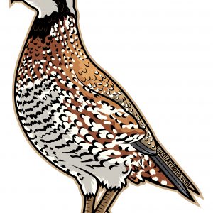 Bobwhite quail sticker
