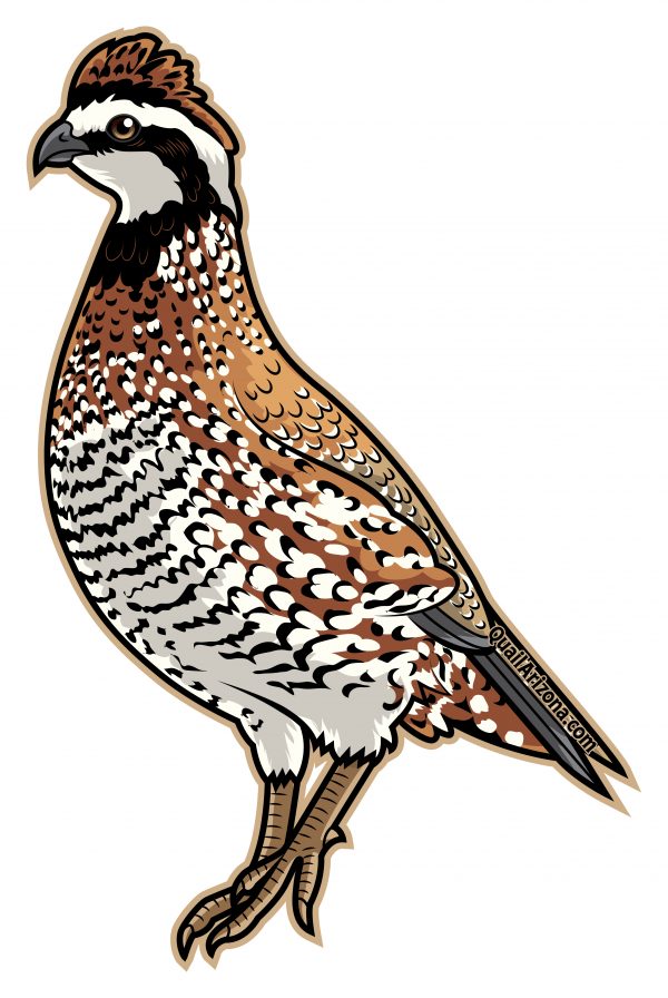 Bobwhite quail sticker
