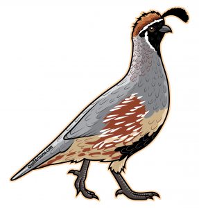 Gambel's quail sticker