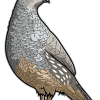 quail sticker