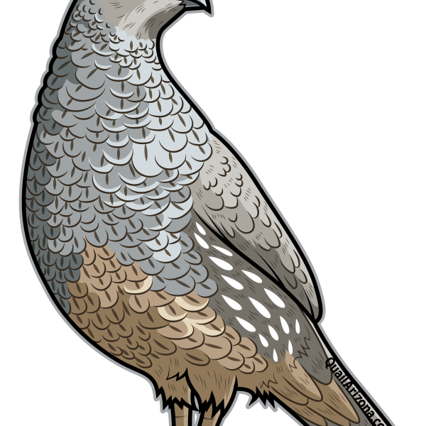 All 6 2nd Gen quail stickers | Double Aero Guides