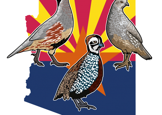 Arizona Quail Slam Sticker