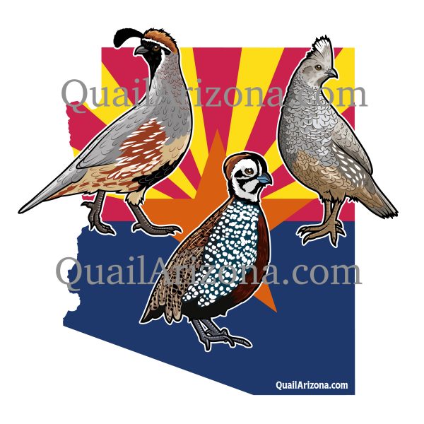 Arizona quail hunting